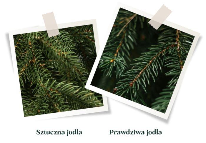 Porównanie gałązek prawdziwej i sztucznej jodły: po lewej igły sztucznej choinki FairyTrees FT33 jodła alpejska, po prawej gałązki prawdziwej jodły leśnej.