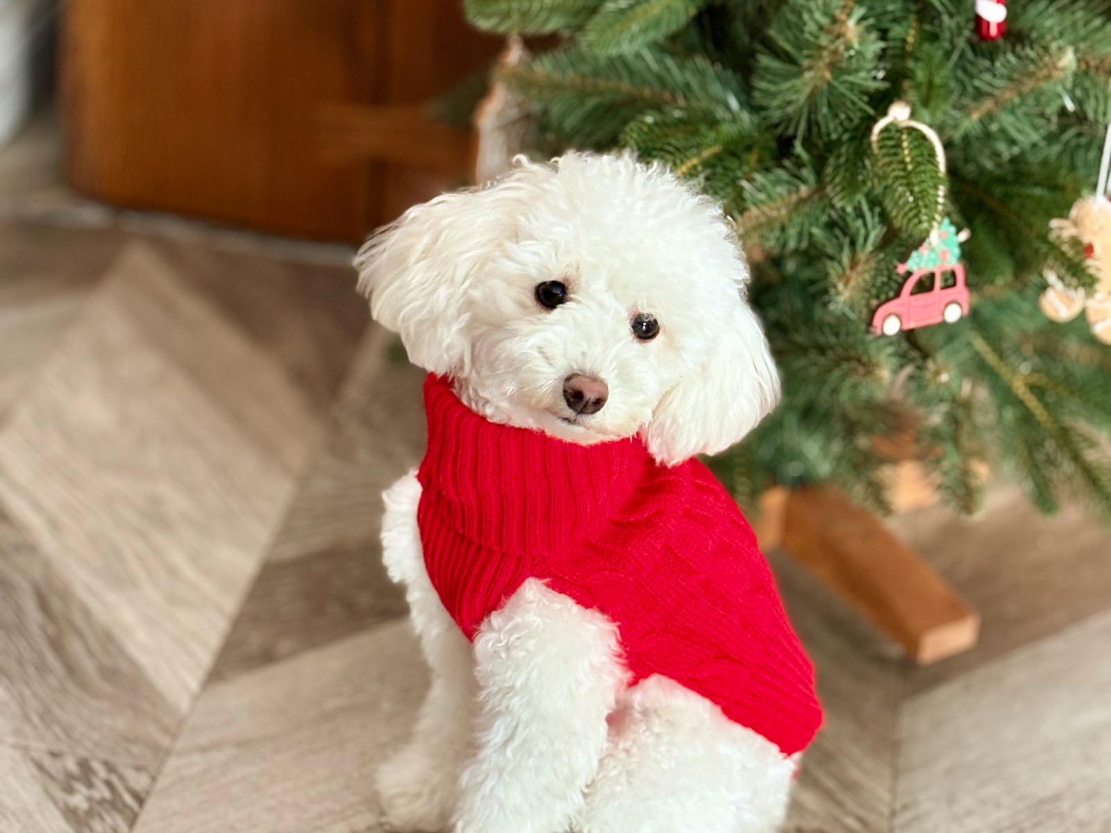 Mały biały pudel toy w czerwonym swetrze siedzi przed sztuczną choinką FairyTrees FT29 ozdobioną świątecznymi zawieszkami