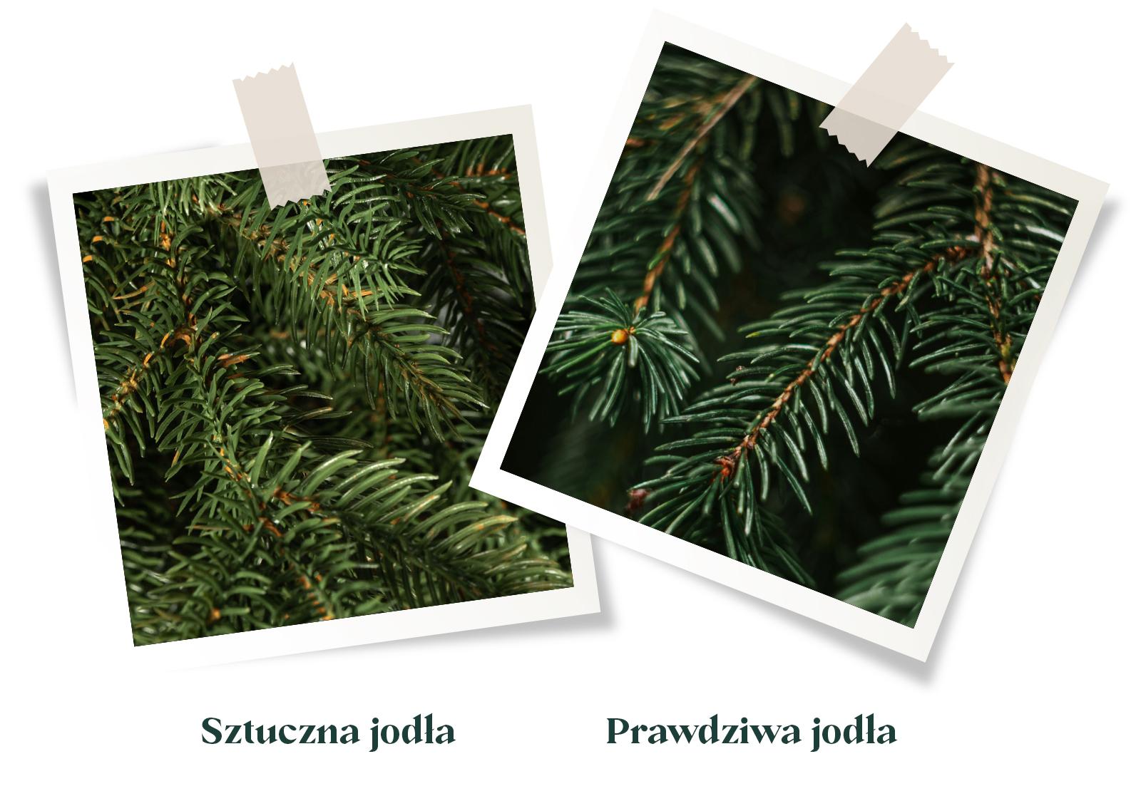 Porównanie gałązek prawdziwej i sztucznej jodły: po lewej igły sztucznej choinki FairyTrees FT33 jodła alpejska, po prawej gałązki prawdziwej jodły leśnej.